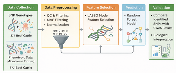 Integrating Machine Learning and Genomic Data to Study Microbiome-Associated SNPs in Beef Cattle
